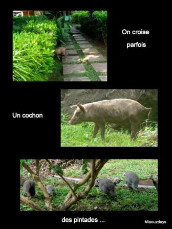 omo collage cochon