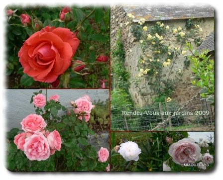 Roses_montage.jpg