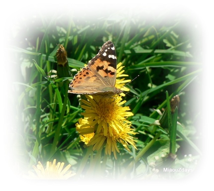 papillon1.jpg