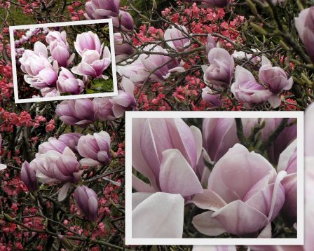 magnolia_10_montage.jpg
