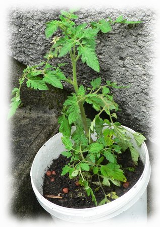 gimp_plant_tomate.jpg